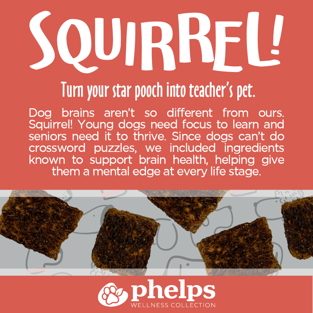 Squirrel! Brain Health Beef Flavor